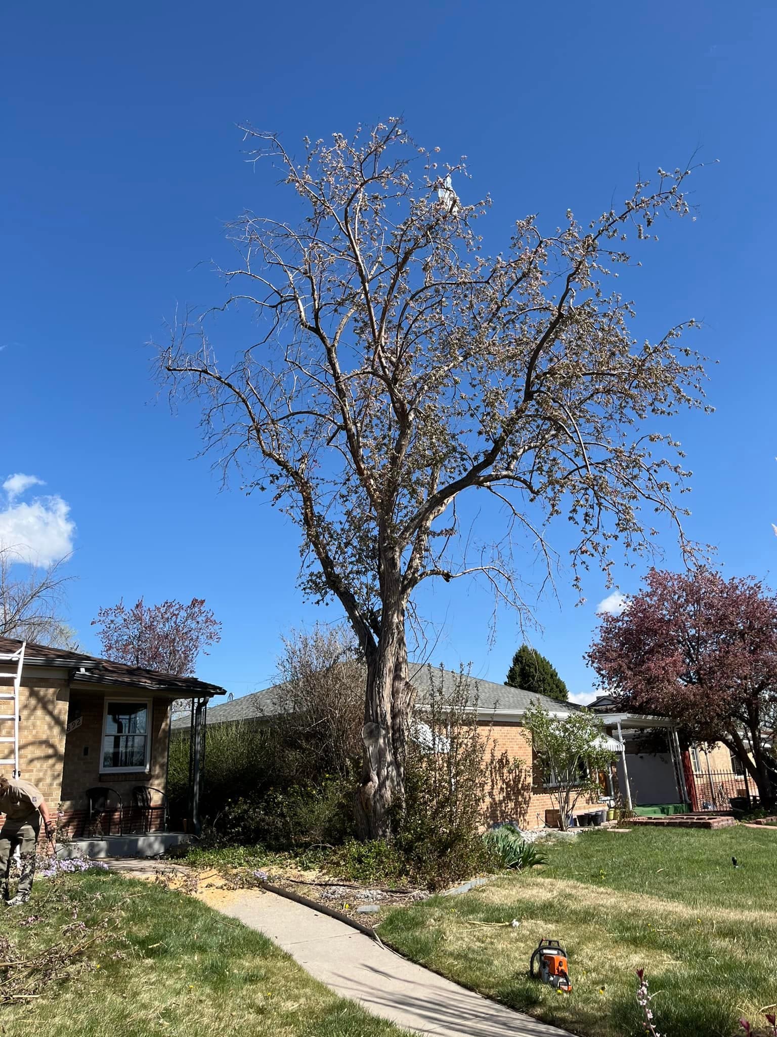 Professional tree removal